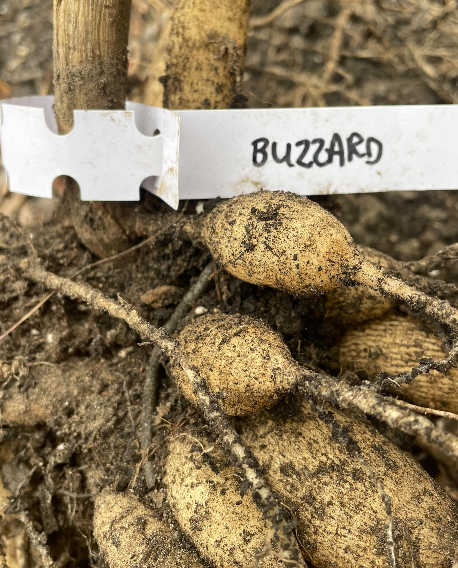 FREE Dahlia Tuber Swap Every Saturday In May