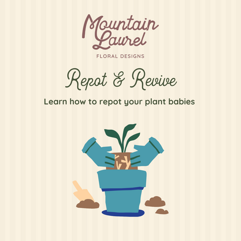 Repot & Revive Indoor Plants, 5/31