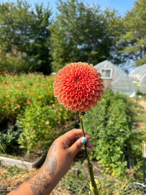 FREE Dahlia Tuber Swap Every Saturday In May
