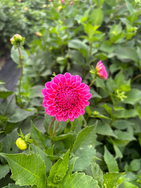 FREE Dahlia Tuber Swap Every Saturday In May