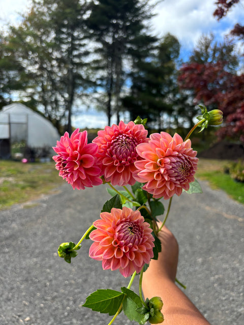 FREE Dahlia Tuber Swap Every Saturday In May