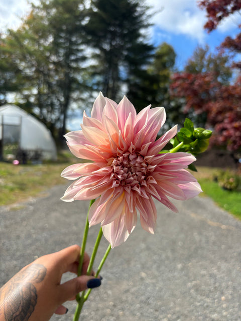 FREE Dahlia Tuber Swap Every Saturday In May