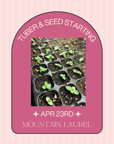 Dahlia Tuber & Seed Starting | Apr. 23