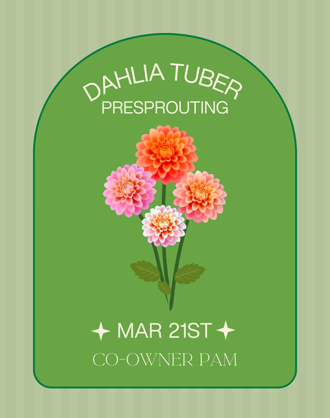 Dahlia Tuber Presprouting | Mar. 21