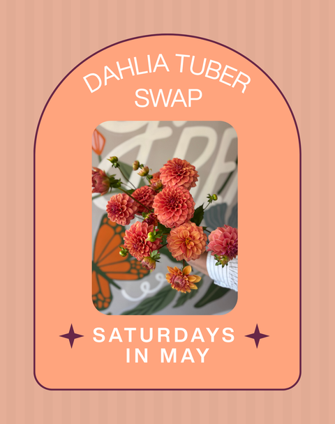 Free Dahlia Tuber Swap | Saturdays in May