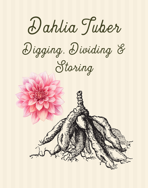 Dahlia Tuber Digging, Dividing and Storing, 10/28